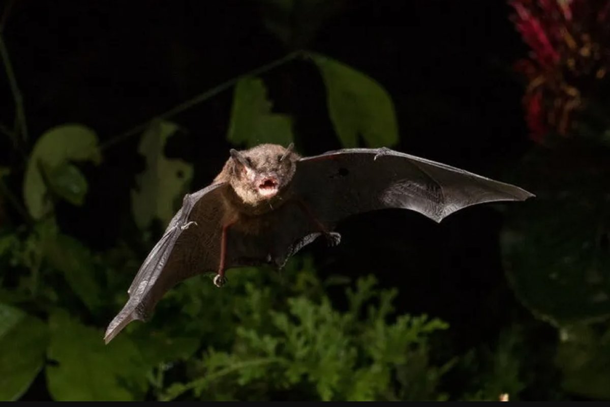 Décimo caso de raiva em morcegos é registrado em Feira de Santana