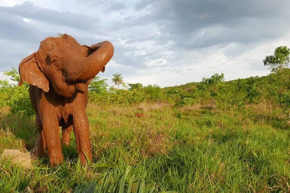 Elefanta Ramba morre em santuário na Chapada dos Guimarães