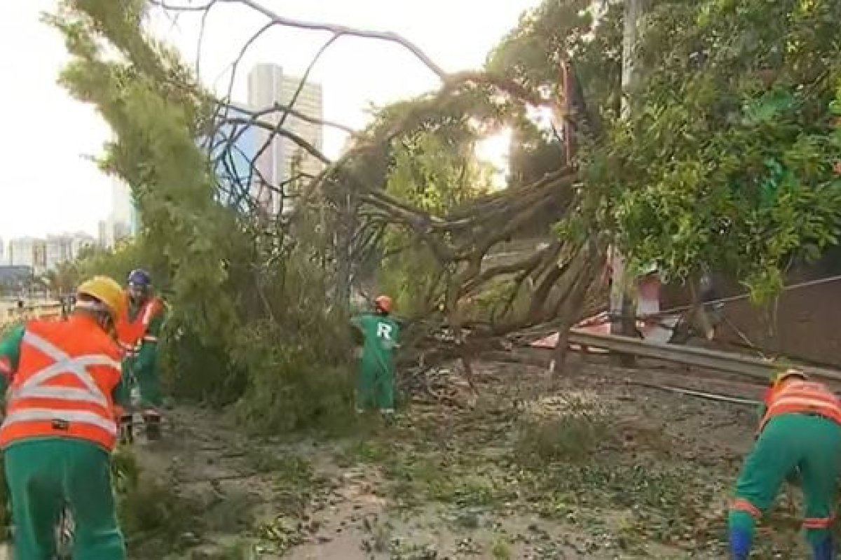Trecho da Avenida ACM é interditado após queda de árvore
