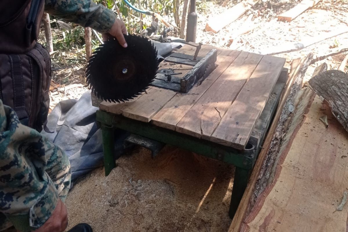 Apreensão e detenção por crimes ambientais em Morro do Chapéu