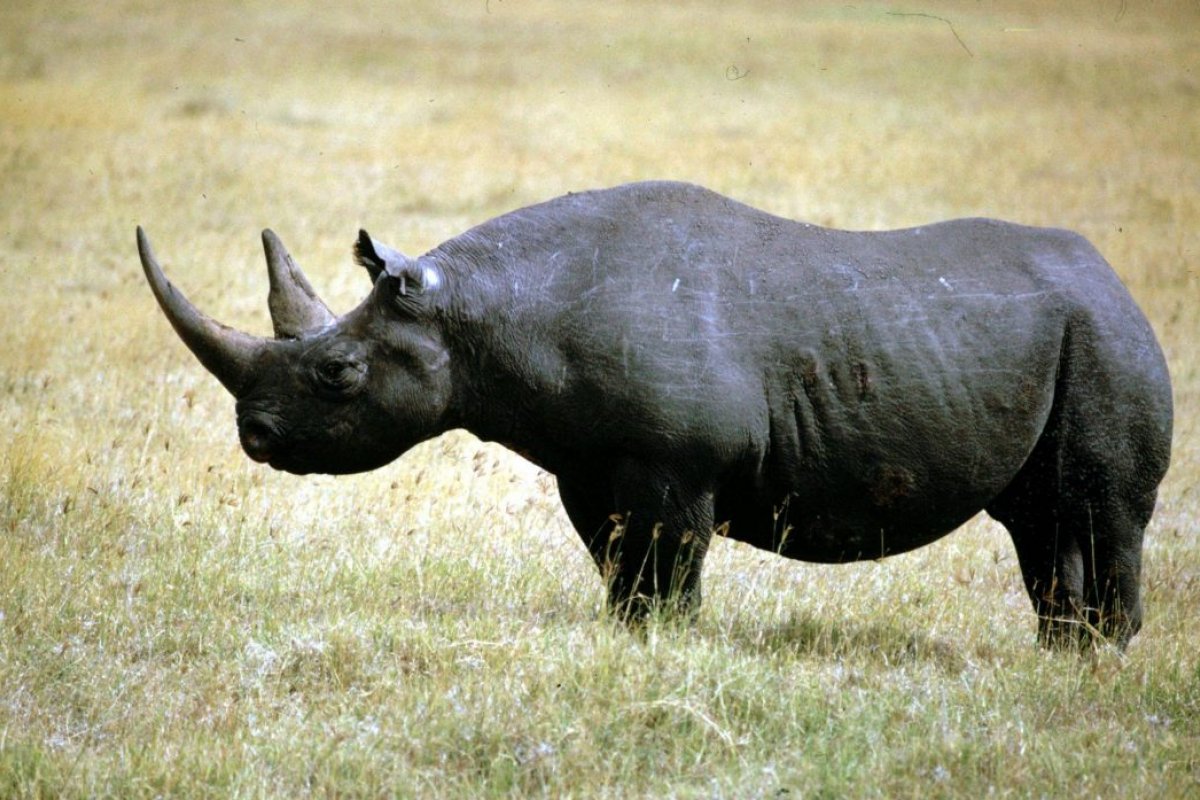Considerada "a mais velha do mundo", rinoceronte negra morre aos 57 anos