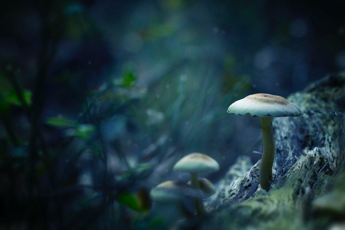 Mulher é presa na Austrália por envenenamento fatal em almoço de família