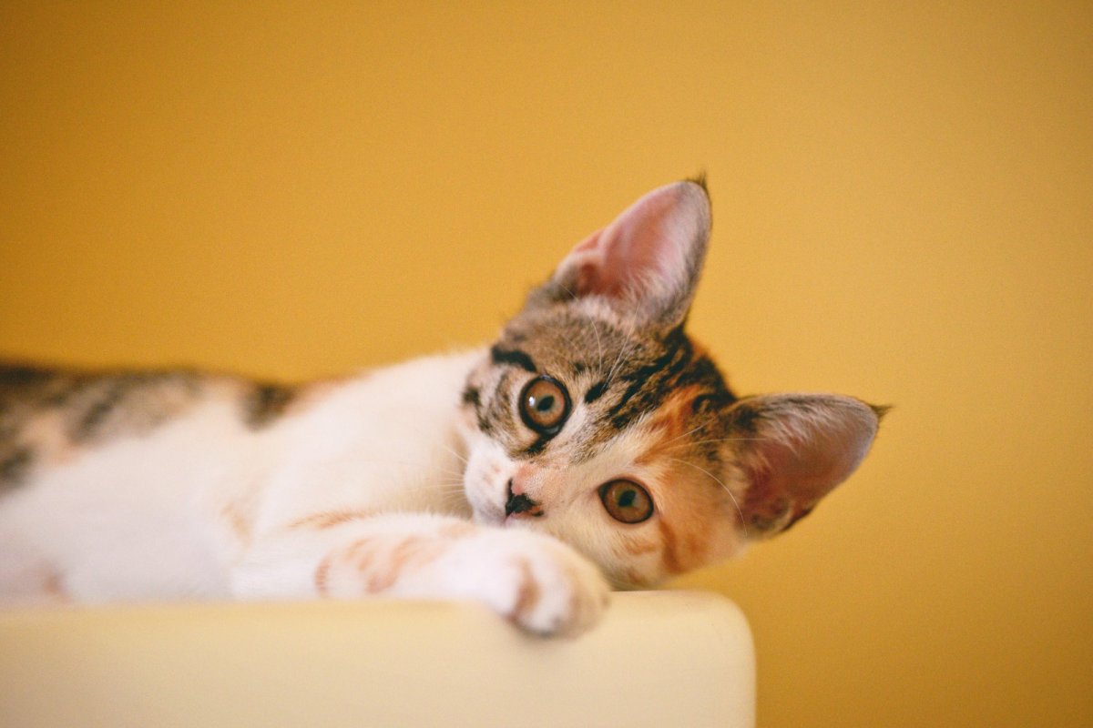 Gatos domesticados surpreendem com complexidade de expressões faciais em interações sociais