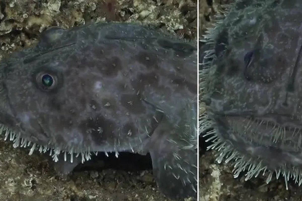 "Demônio do Mar" caminha nas profundezas do Oceano Pacífico, revelam pesquisadores
