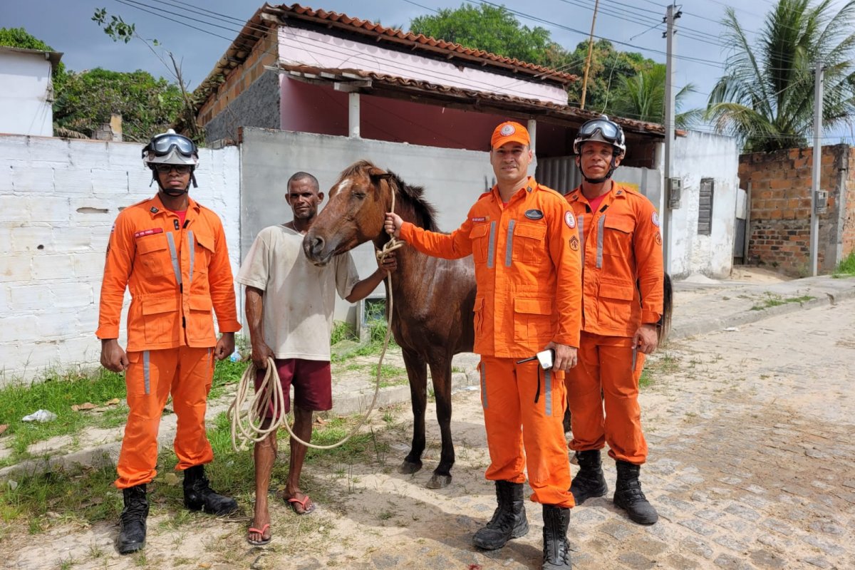 Bombeiros Militares resgatam égua de cisterna em operação