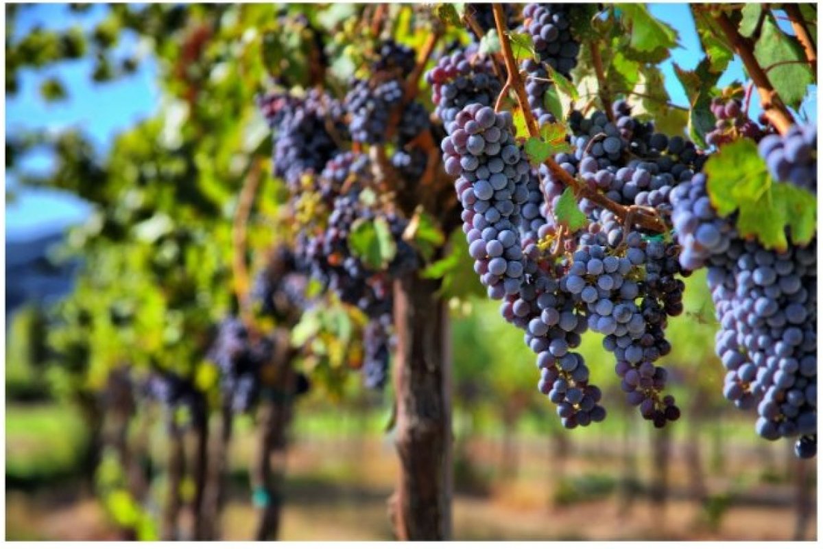Cinco vinhos para conhecer a melhor expressão da uva Merlot!
