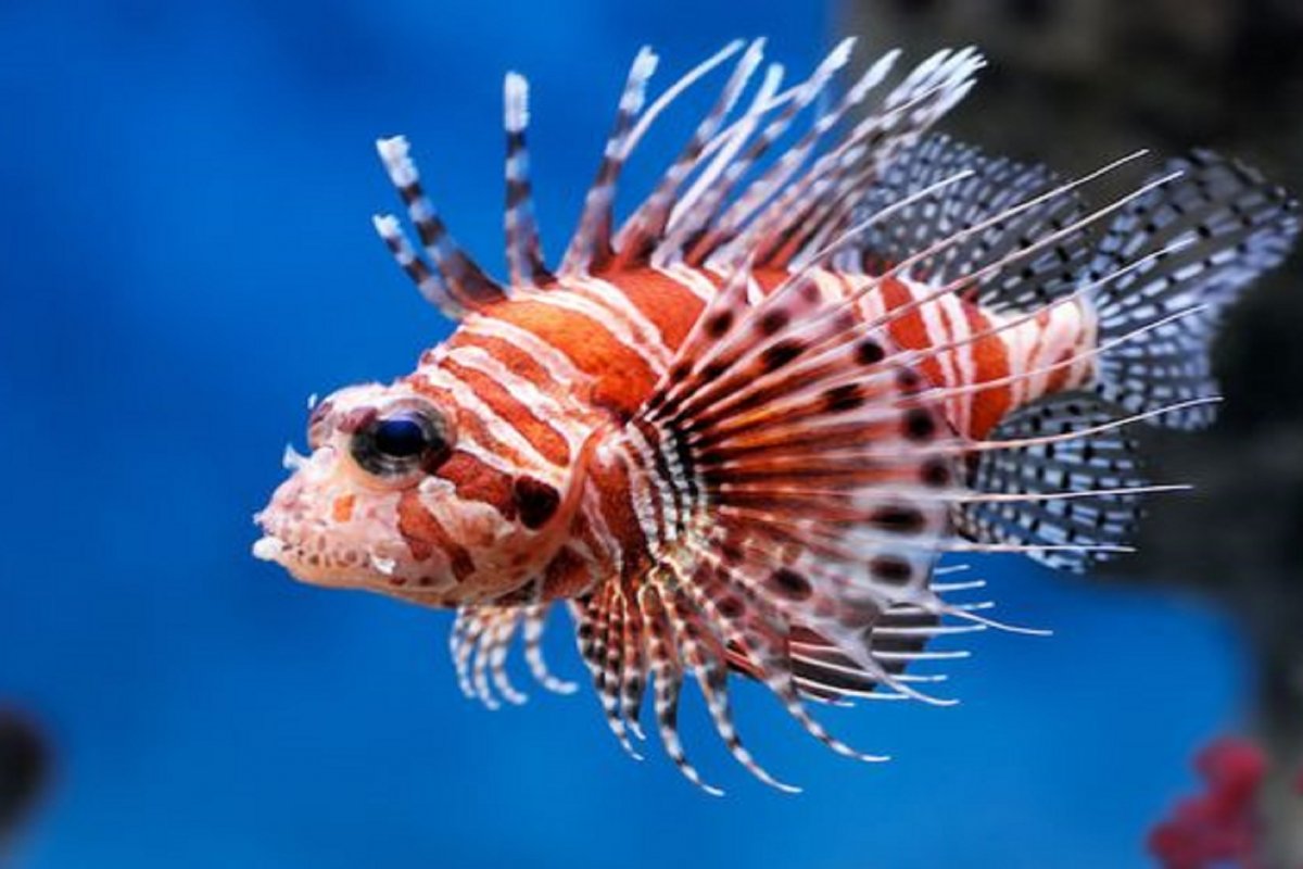 Estudo da CBPA aponta soluções para reduzir os impactos da invasão do peixe-leão