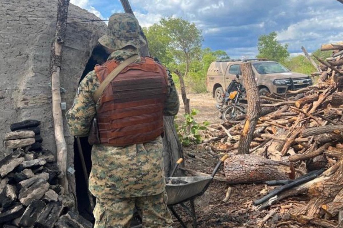 Cippa apreende 25 toneladas de carvão vegetal ilegal em 48 horas