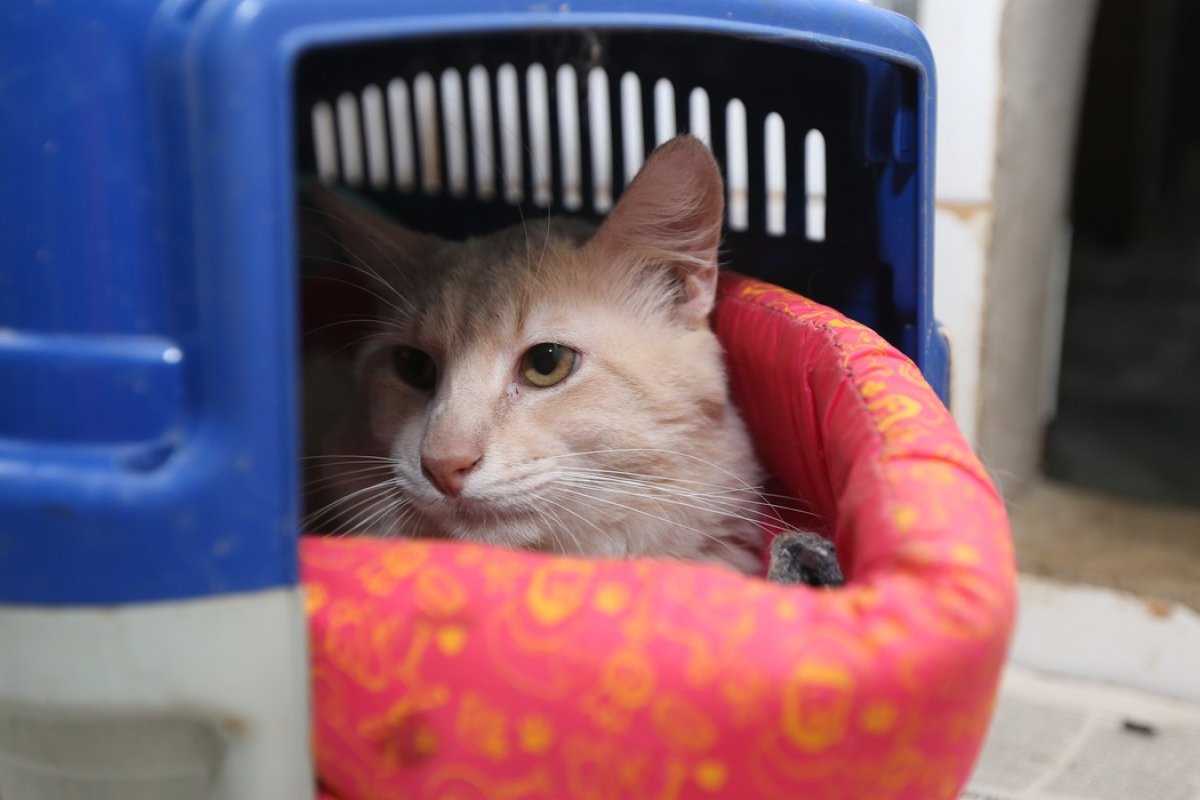 Estudo aponta que gatos têm quase 300 expressões faciais diferentes