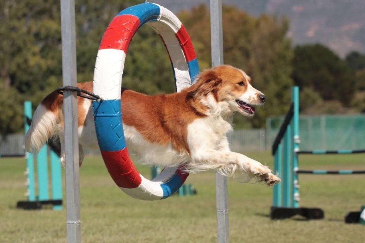 Shopping da capital baiana reúne cães atletas e condutores no Open Bahia Agility!