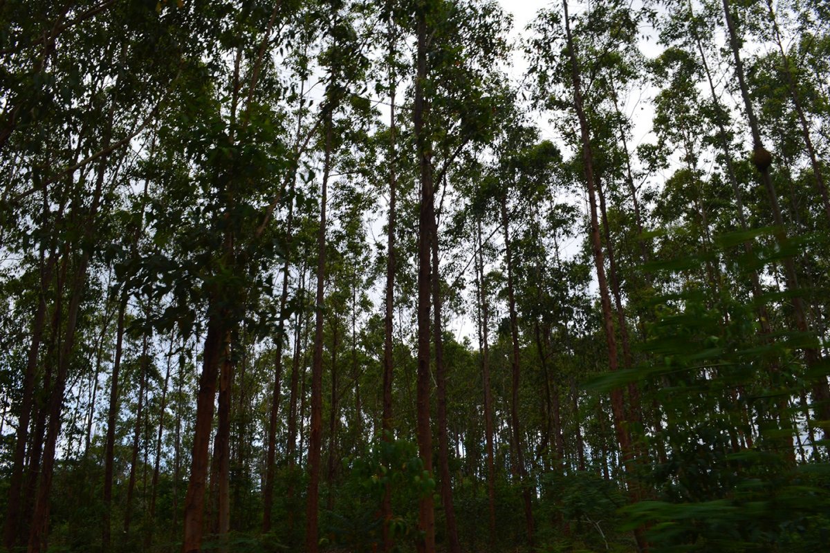 Fogo atinge plantação de eucalipto em Barra do Choça, no sudoeste da Bahia