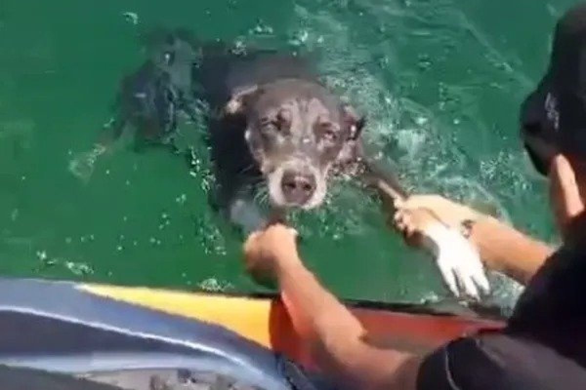 Pai e filho resgatam cachorrinha no Rio São Francisco