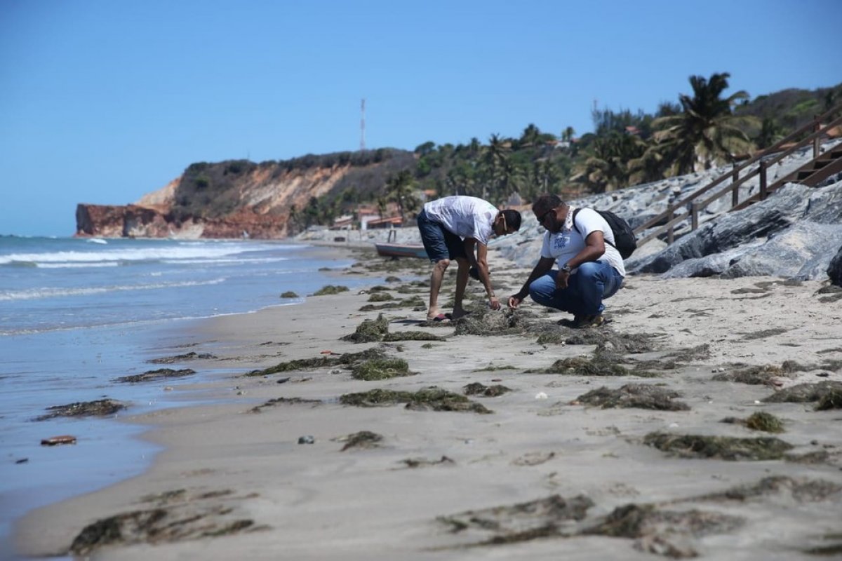 Após dois meses, manchas de óleo reaparecem no litoral cearense
