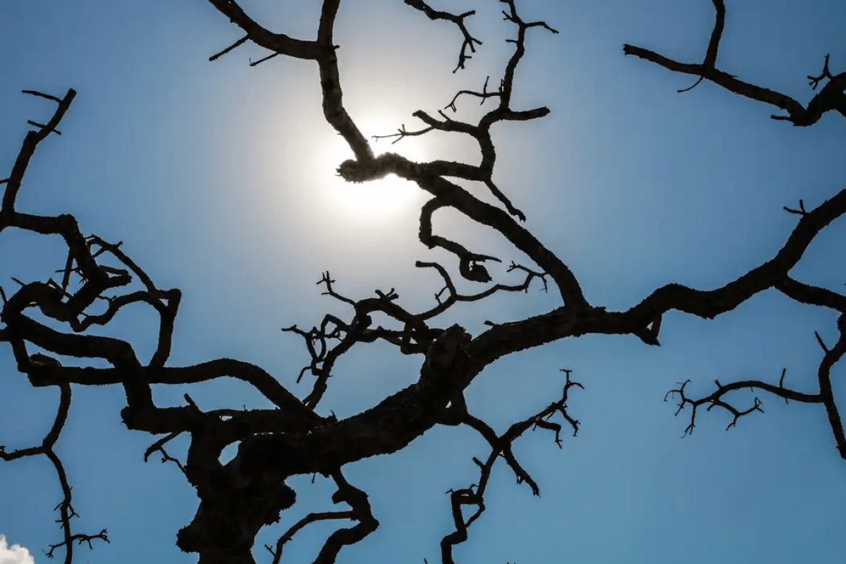 Calor extremo poderá matar cinco vezes mais até 2050, aponta relatório internacional