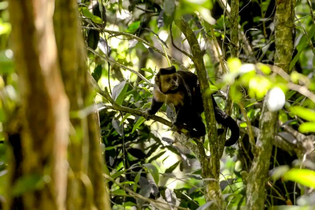 Macaco arranca intestino de menino de 10 anos na Índia