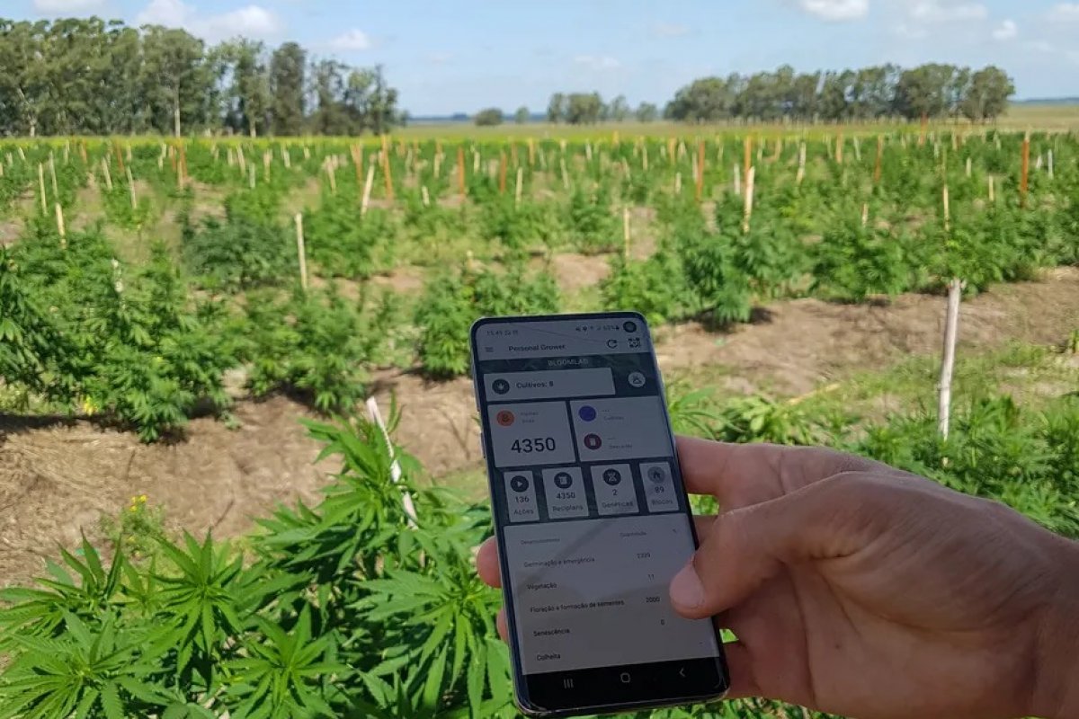 1° banco genético da Cannabis sativa da América Latina será no Brasil