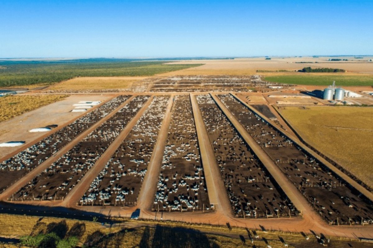 Oeste da Bahia tem maior confinamento bovino do nordeste, com 50 mil cabeças