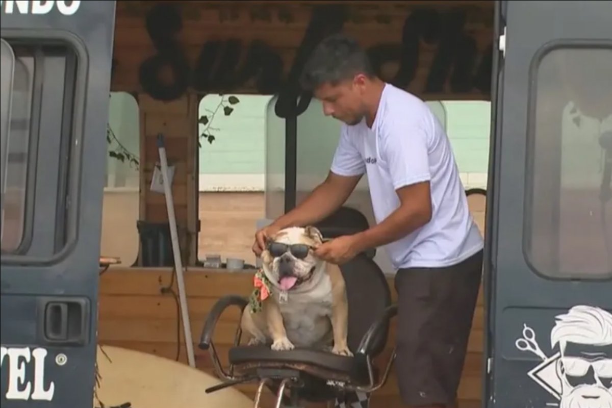 Morre o cão viajante Jhonson, o 'Gordo',  em Salvador