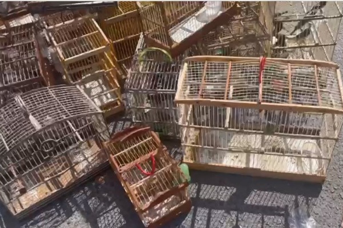 Vídeo: PM resgata cerca de 300 aves silvestres em Camaçari