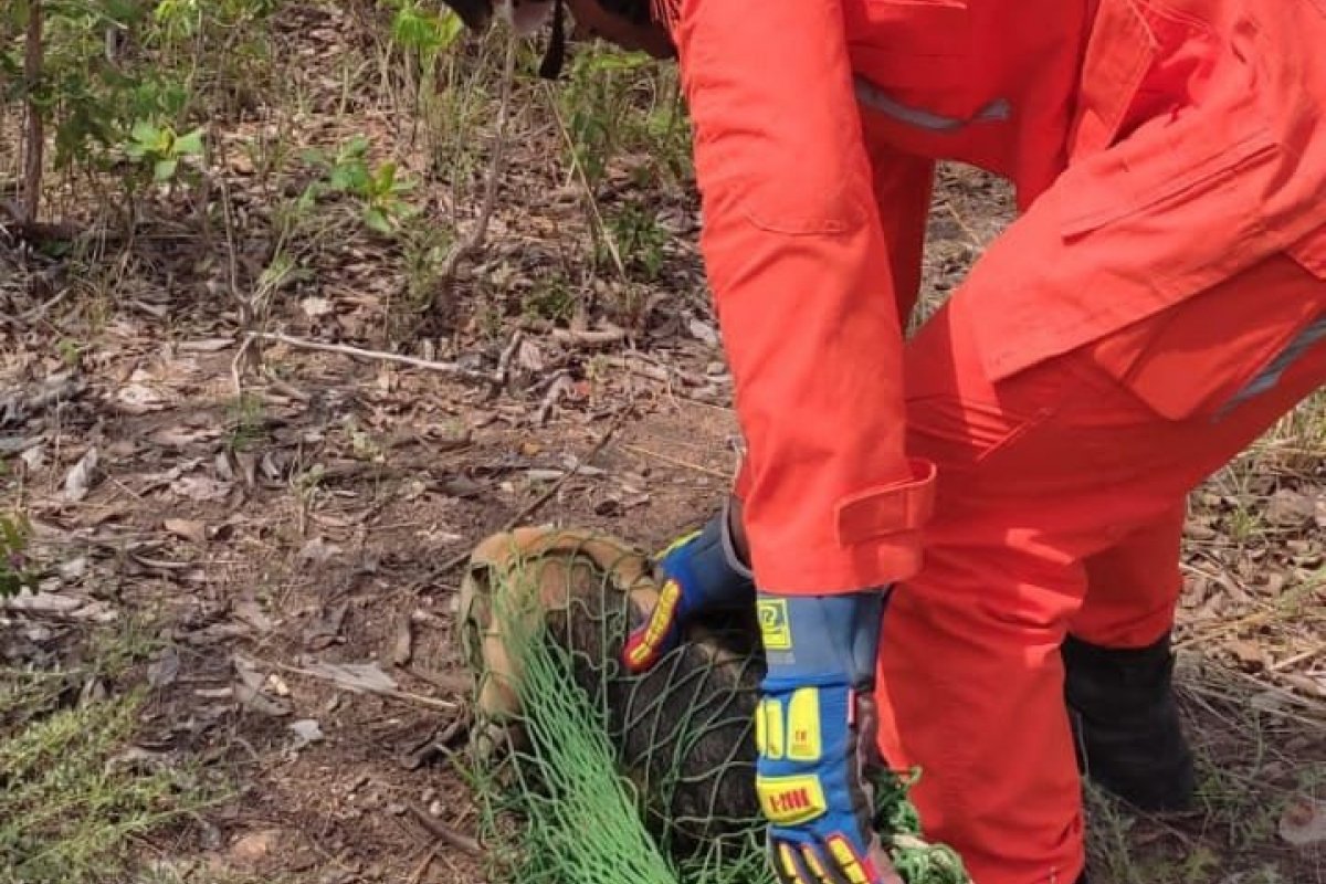 Tamanduá-mirim é resgatado por bombeiros em Barreiras