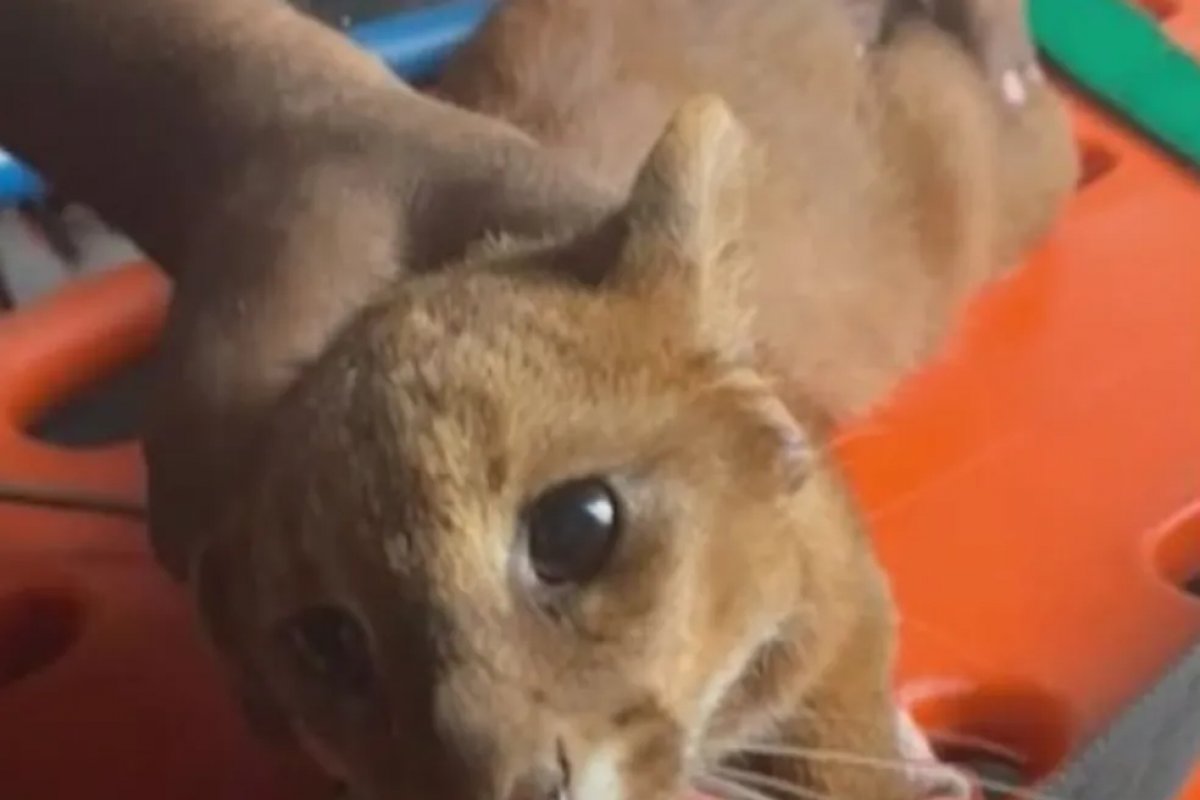 Filhote de jaguatirica é resgatado com sinais de desidratação em Conceição do Coité