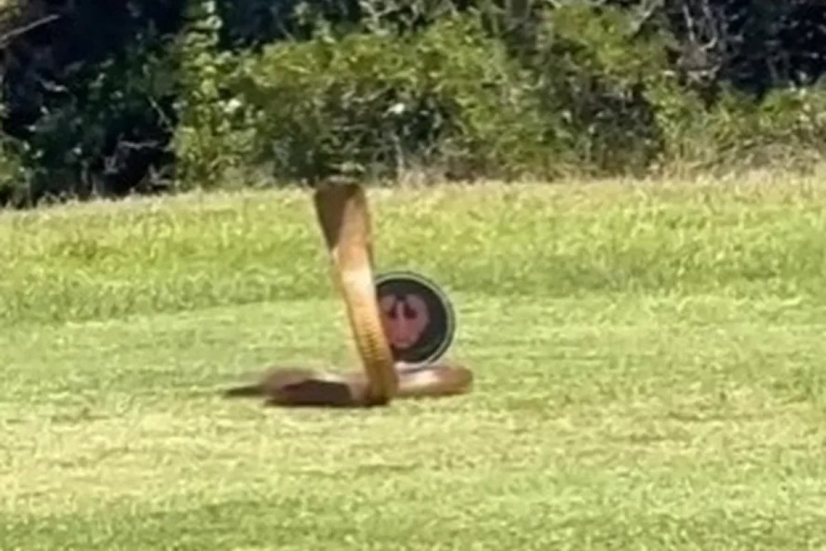 Vídeo: cobra peçonhenta da África do Sul aterroriza atletas em campo de golfe