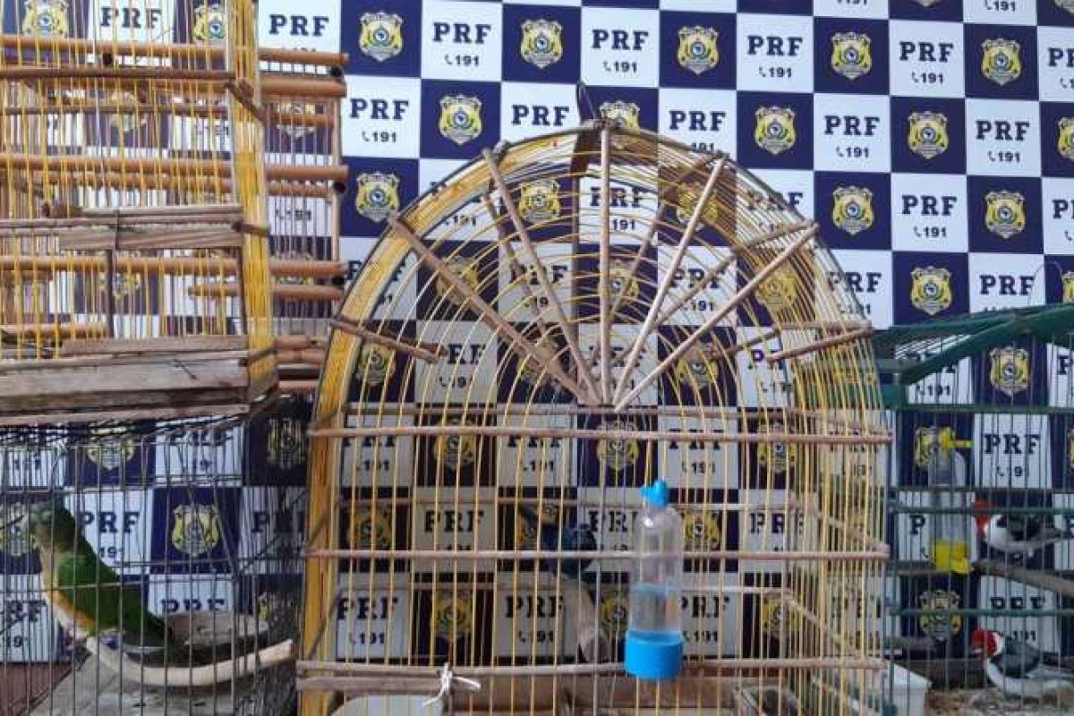 PRF resgata aves silvestres criadas em cativeiro em Paulo Afonso