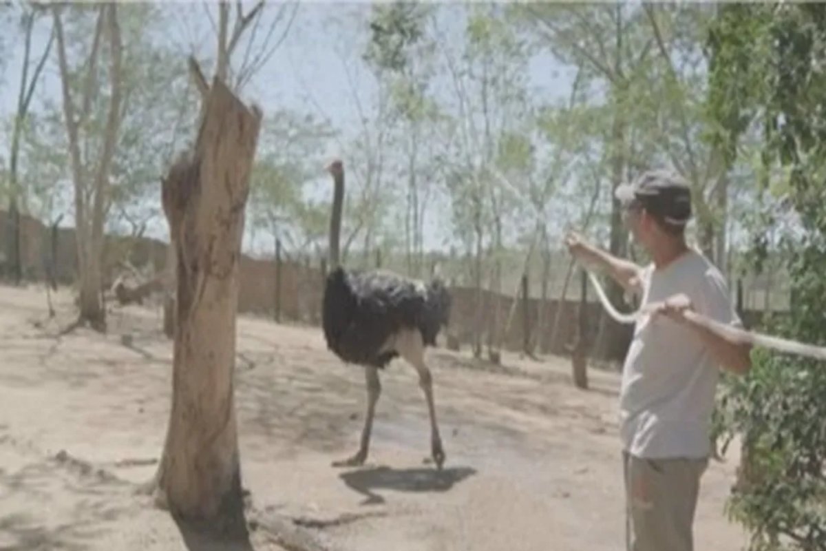Medidas especiais são adotadas para proteger animais do Parque Municipal da Matinha em Itapetinga