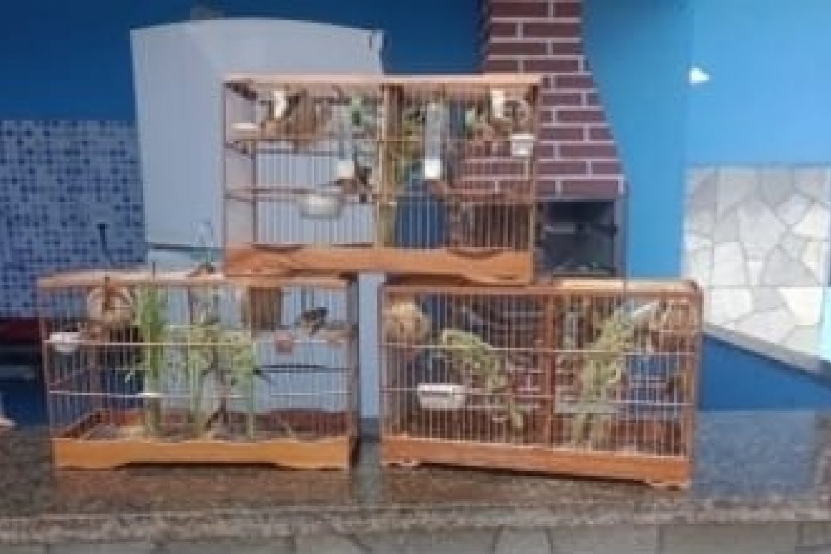 Aves silvestres são recuperadas pela PM em Salvador