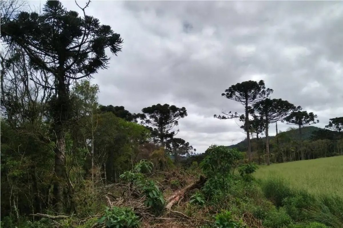 Desmatamento na Mata Atlântica tem queda de 59% nos primeiros oito meses de 2023
