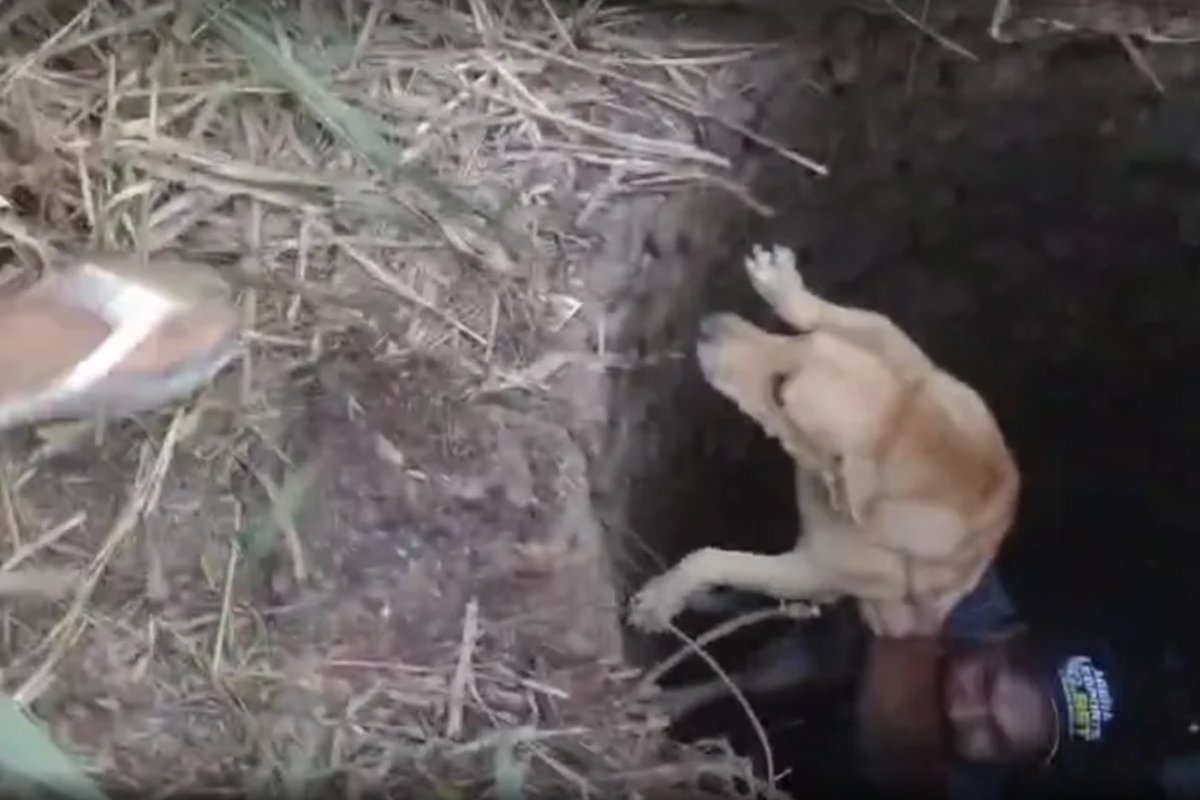 Cadela é resgatada após cair em cisterna e ficar desaparecida por dois dias na Bahia