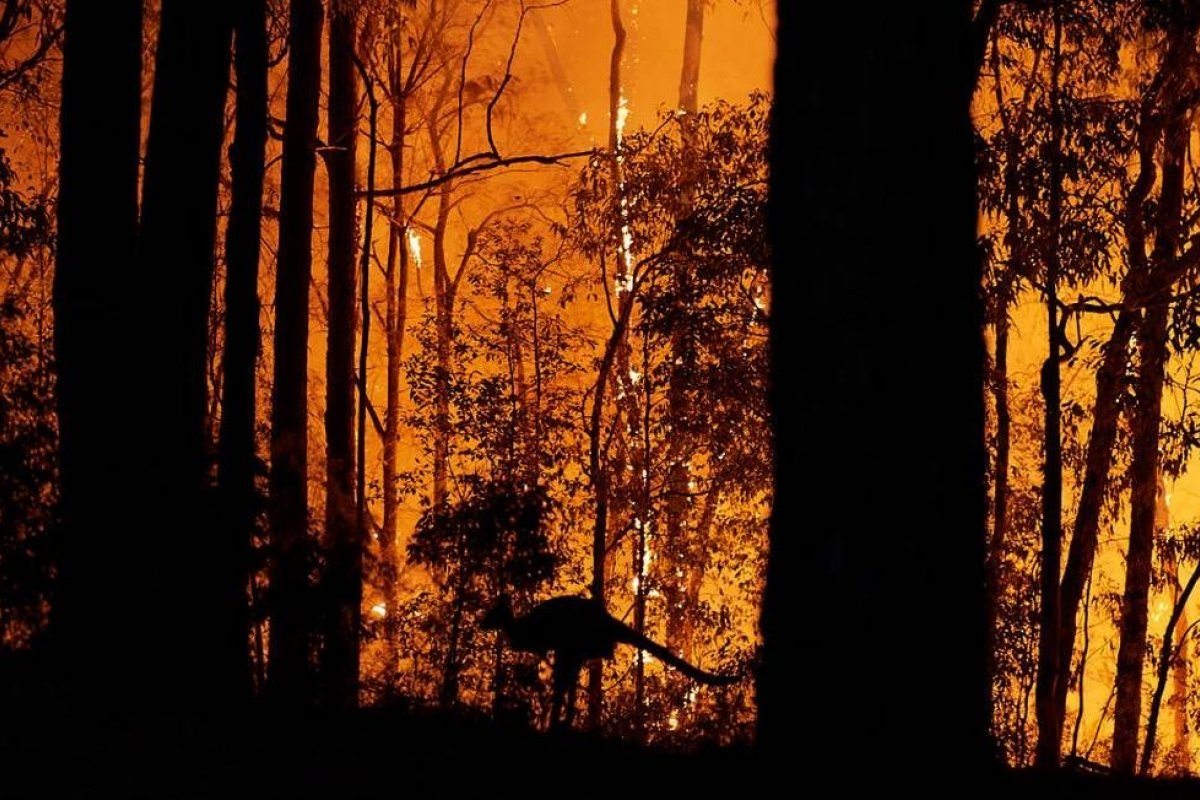 Incêndios florestais na Austrália mataram meio bilhão de animais