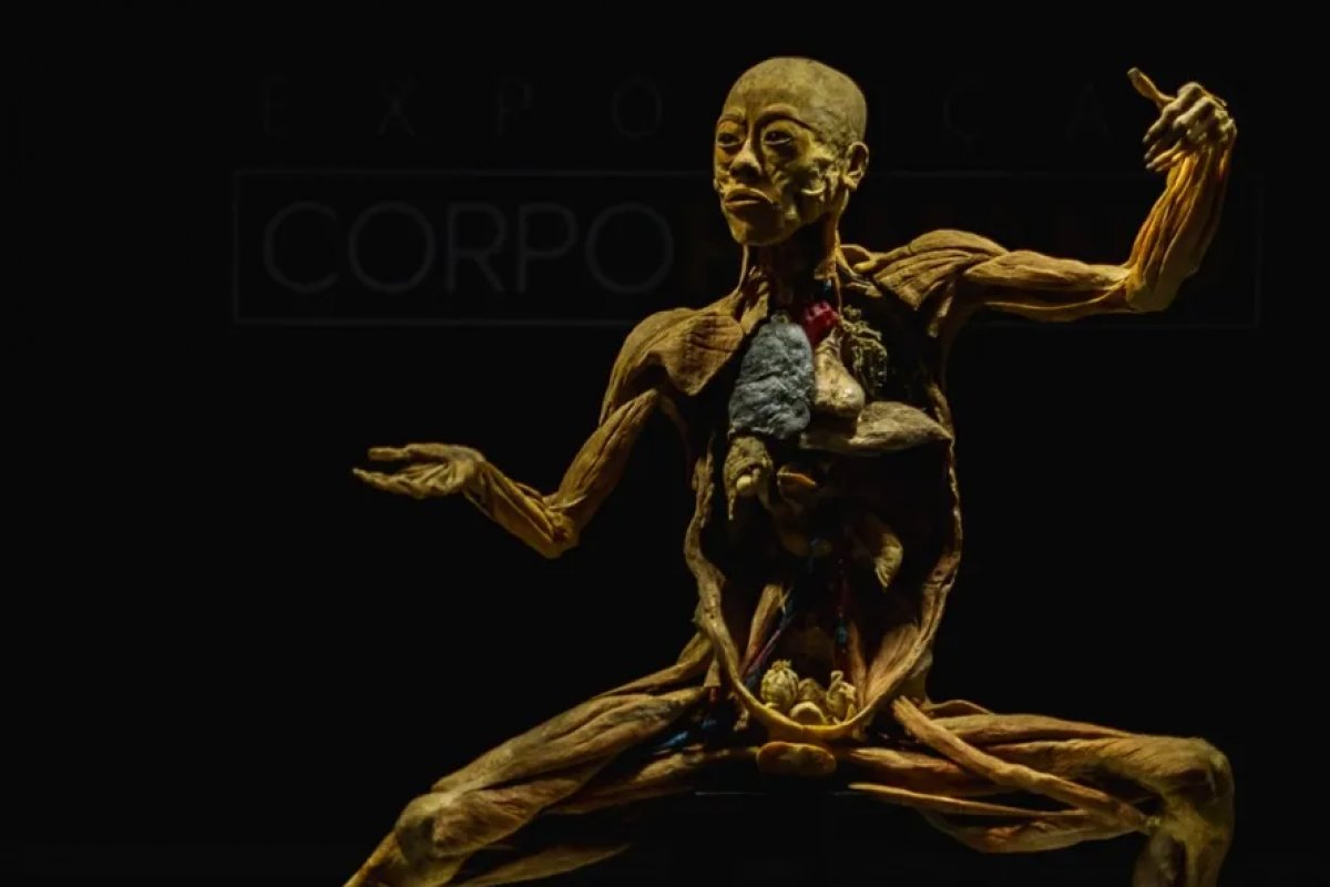 Exposição mostra corpos humanos com órgãos reais e revela como somos por dentro