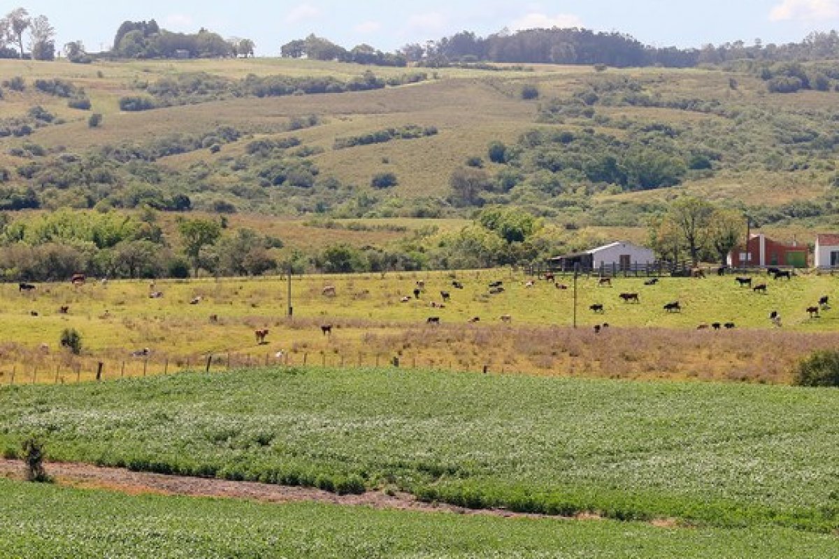 MapBiomas: Pampa Sul-Americano perdeu 20% de vegetação campestre