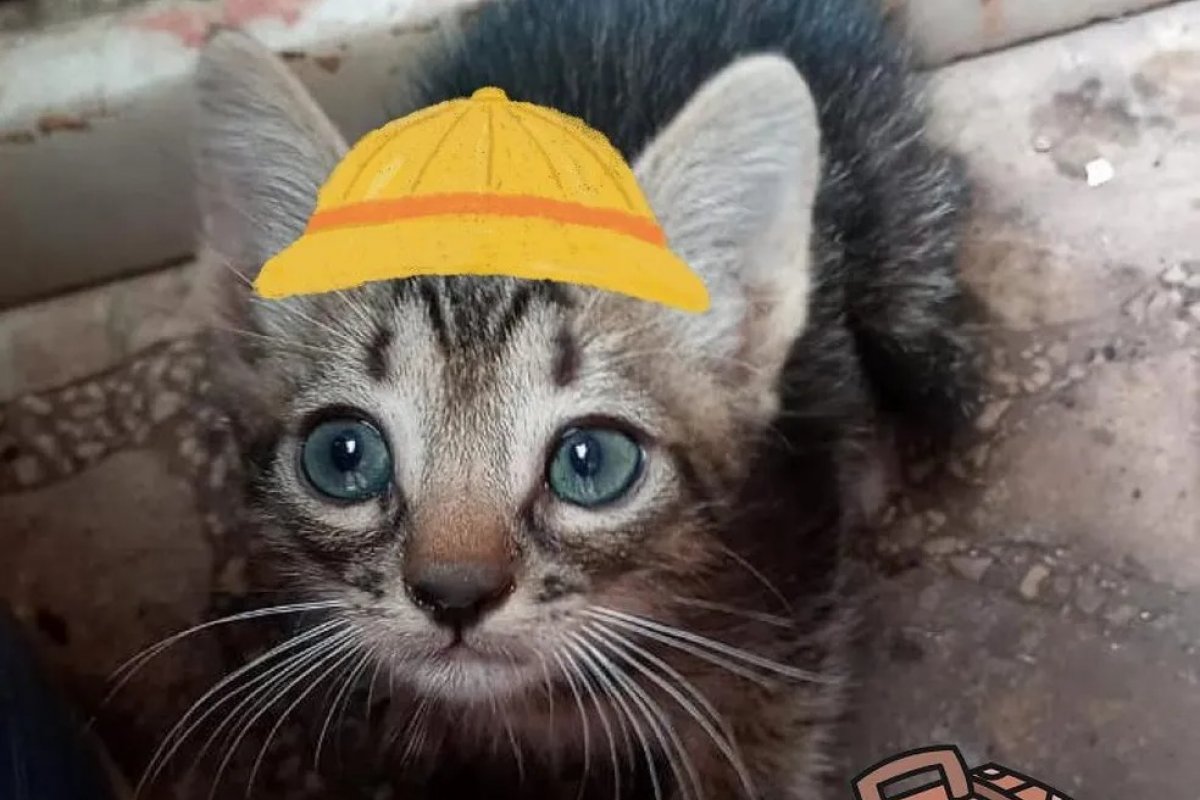 Gatinho viaja quase 300 km até o DF dentro de motor de carro