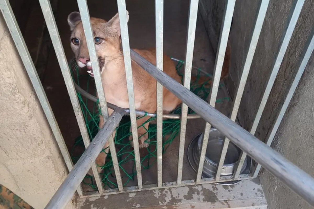 Onça parda é resgatada de cativeiro ilegal por PMs