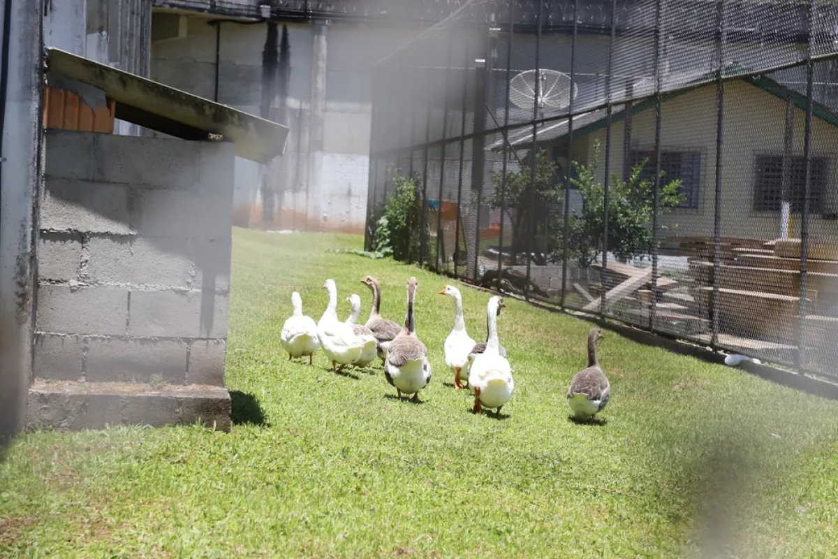 Presídio de segurança máxima em SC conta com ajuda de gansos para monitorar detentos