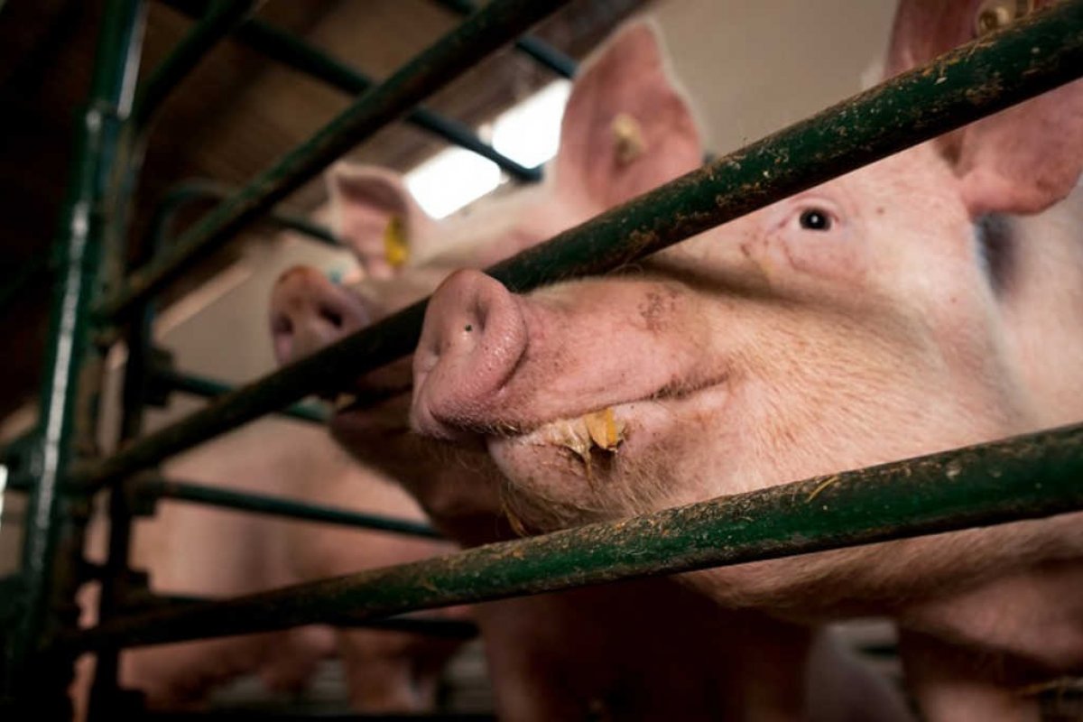 IBGE: abate de suínos na Bahia tem melhor 3º trimestre em 26 anos