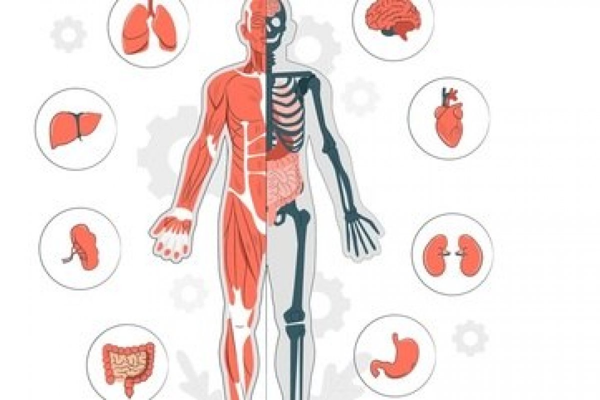 Cientistas criam exame que prevê qual órgão pode falhar primeiro