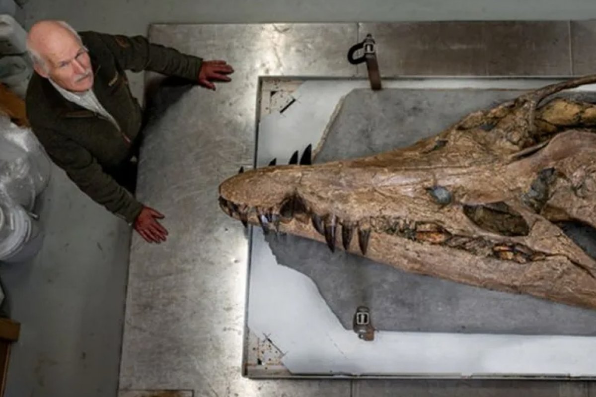 Crânio de 'Tiranossauro subaquático' é descoberto em penhasco no sul da Inglaterra