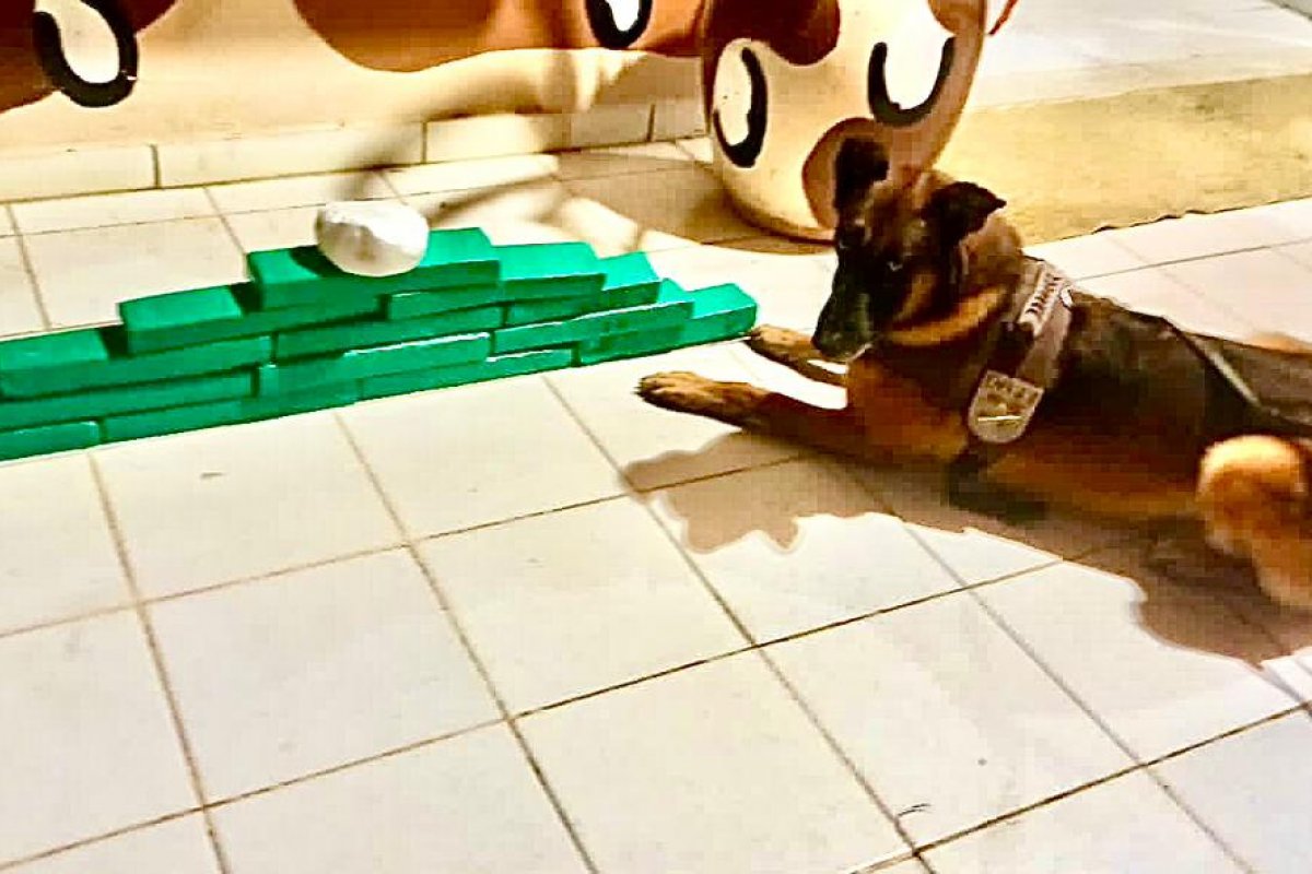 Cão Farejador da Cipe Chapada detecta drogas em ônibus interestadual