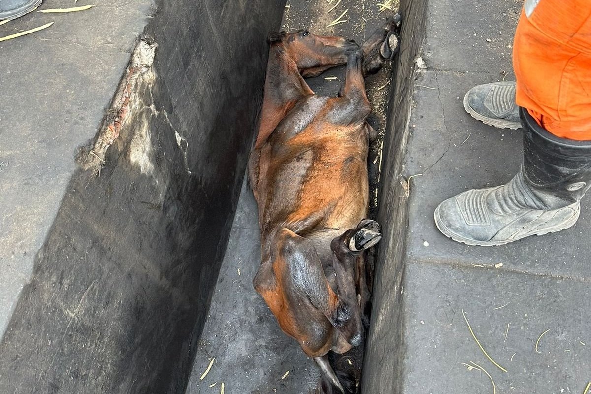 Bombeiros resgatam cavalo dentro de um bueiro em Senhor do Bonfim