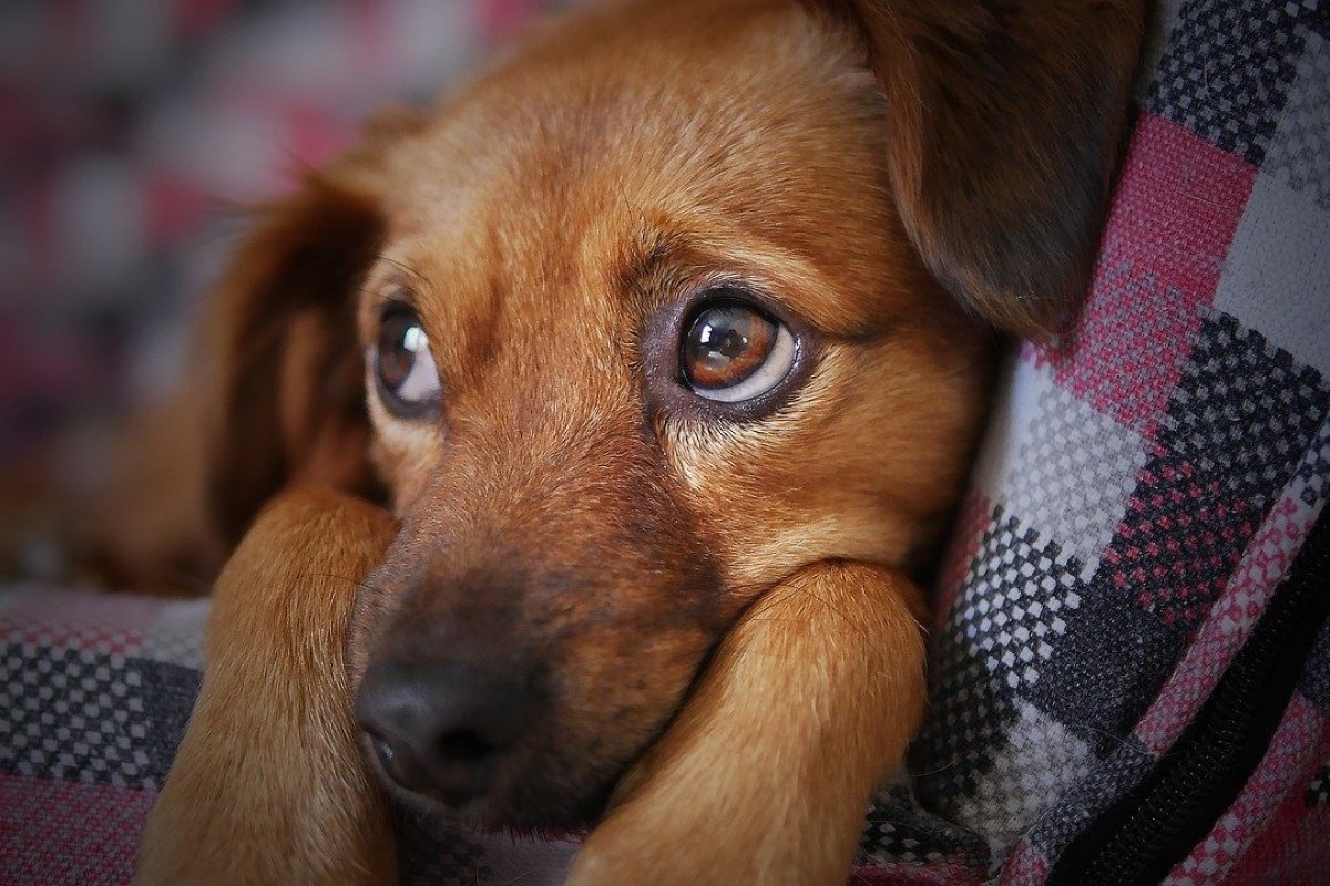 Fogos de artifício: saiba como cuidar dos pets durante as festas de fim de ano