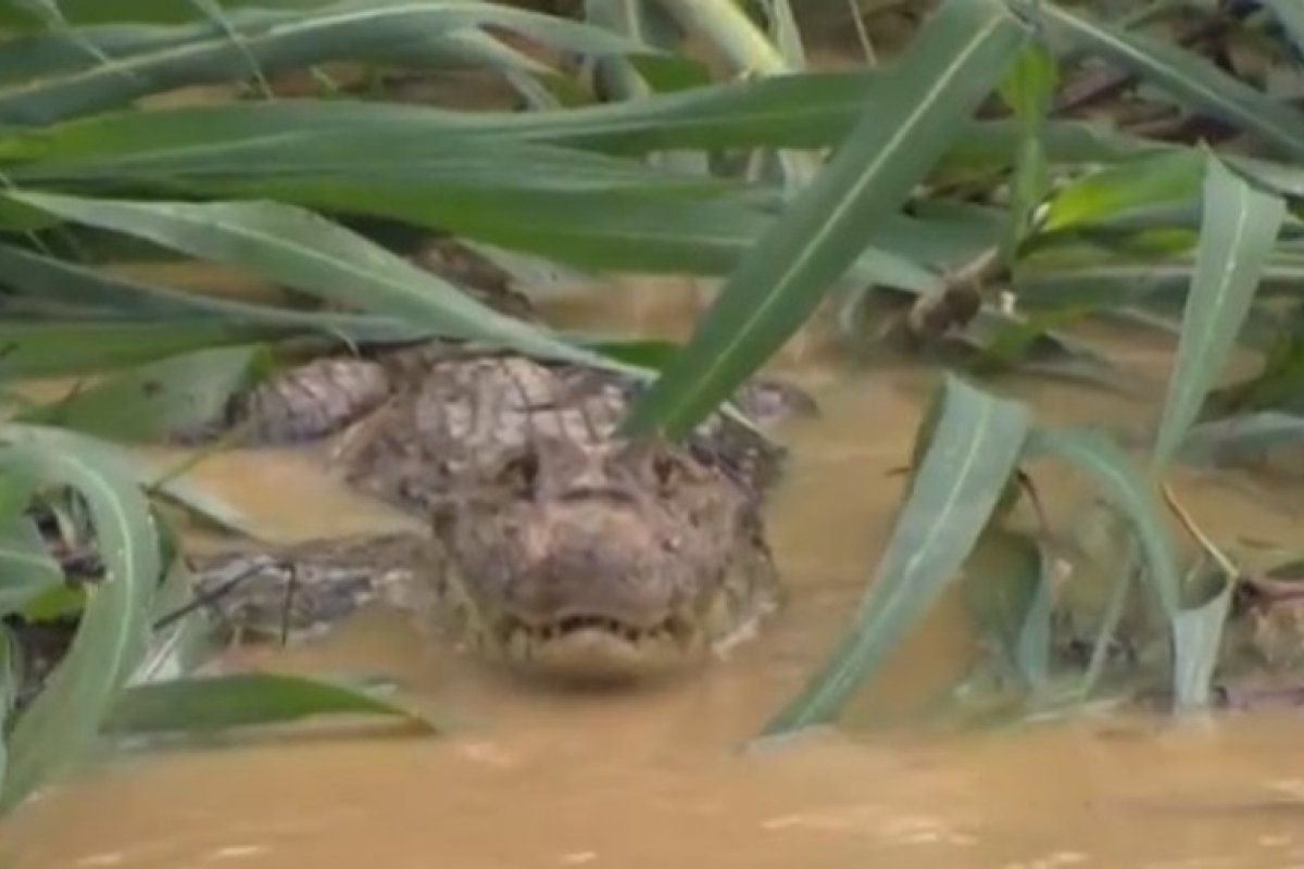 Jacaré é visto em canal poluído no bairro de Periperi, em Salvador, após forte chuvas