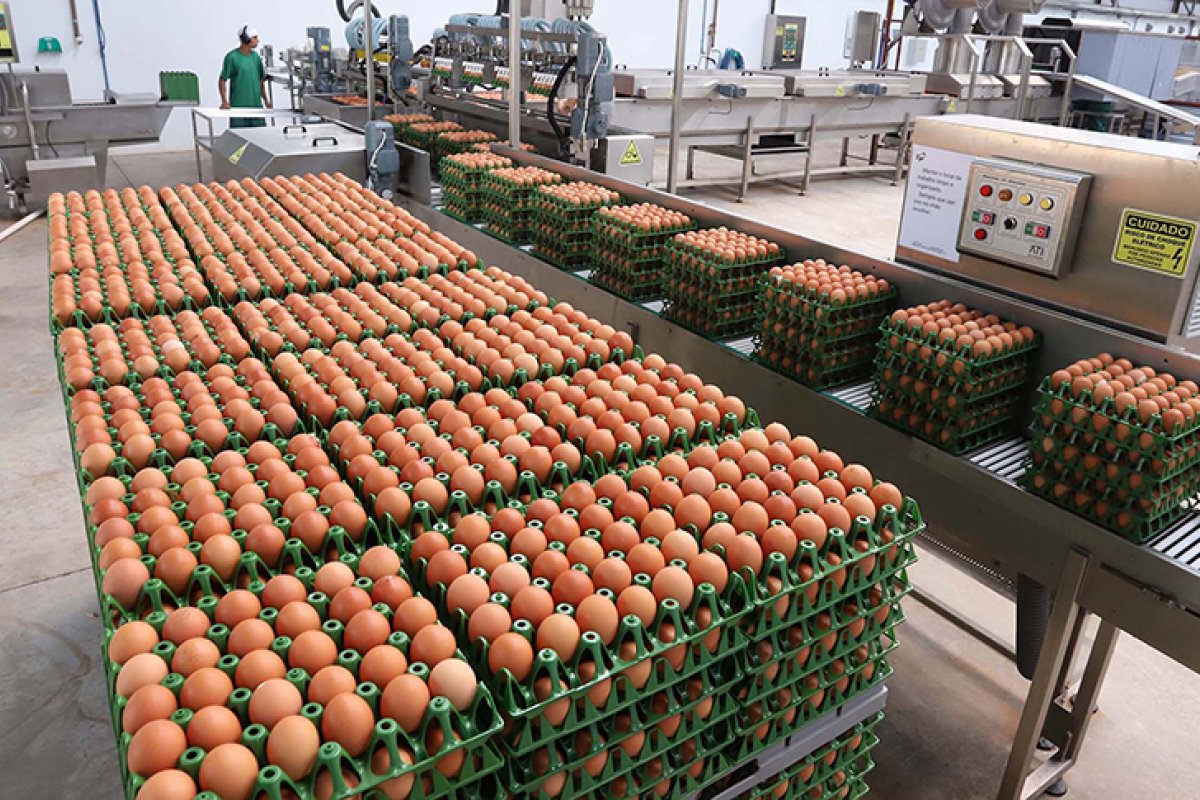 Produção de ovos no Brasil bate recorde em 2023 e projeções indicam crescimento para 2024