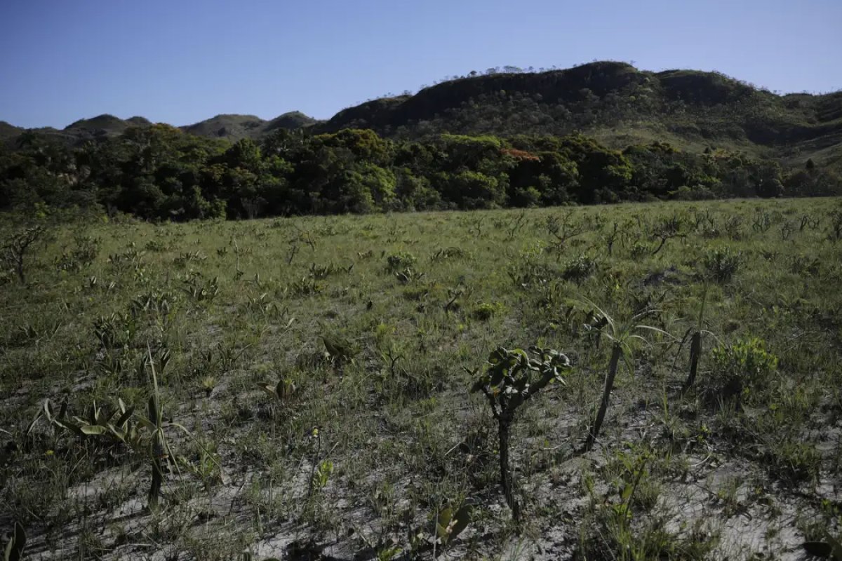 Cerrado: desmatamento no Matobipa aumentou 173% em novembro