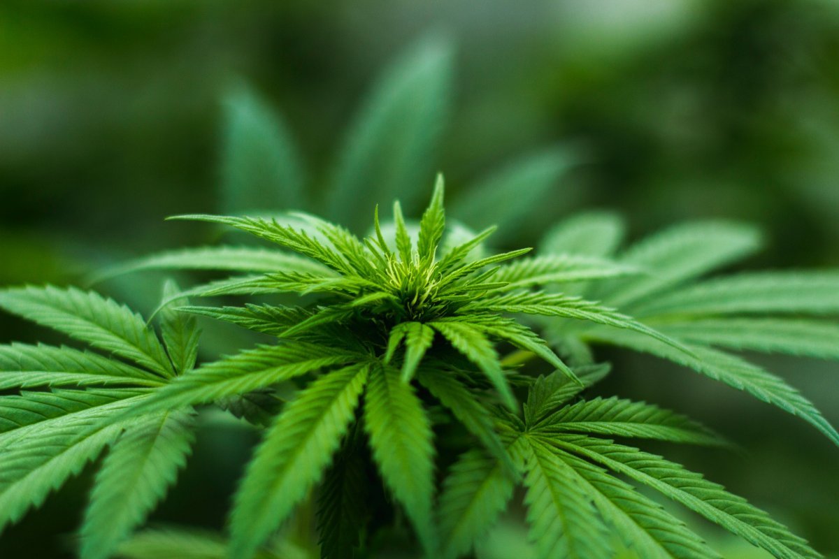 São Paulo regulamenta fornecimento de medicamentos à base de cannabis pelo SUS