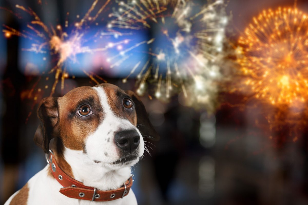 Fogos de artifício: veterinário dá dicas para proteger Pets durante o Réveillon!