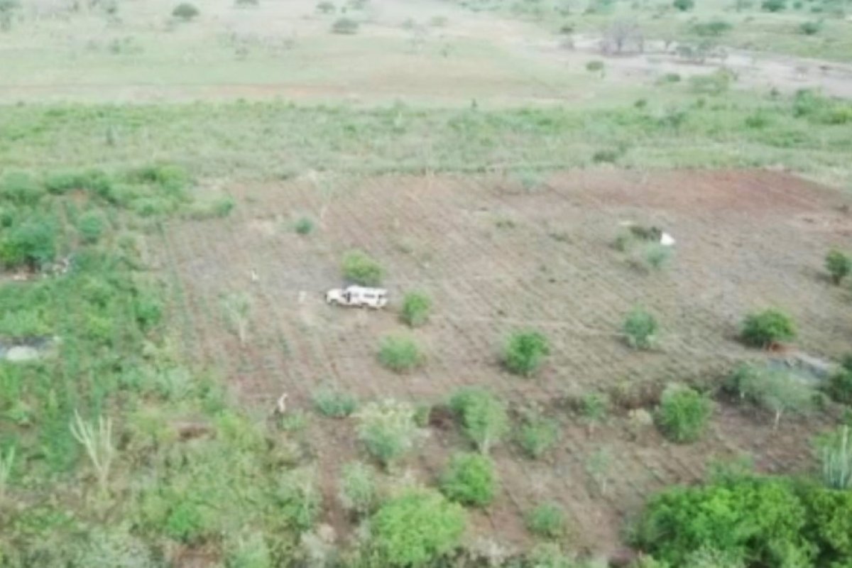 Encontrada plantação com 80 mil pés de maconha na Bahia