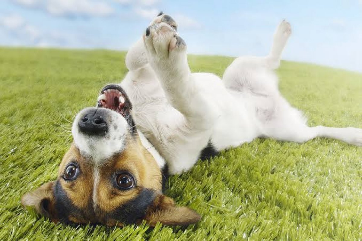 Fruta bastante popular no Brasil pode ser mortal para os cães; saiba qual